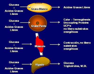 QUEMA GRASA ABDOMINAL Y BAJA DE PESO Licuado Efectivo Natural. Apto  p/Diabetes y Colesterol. Addy 